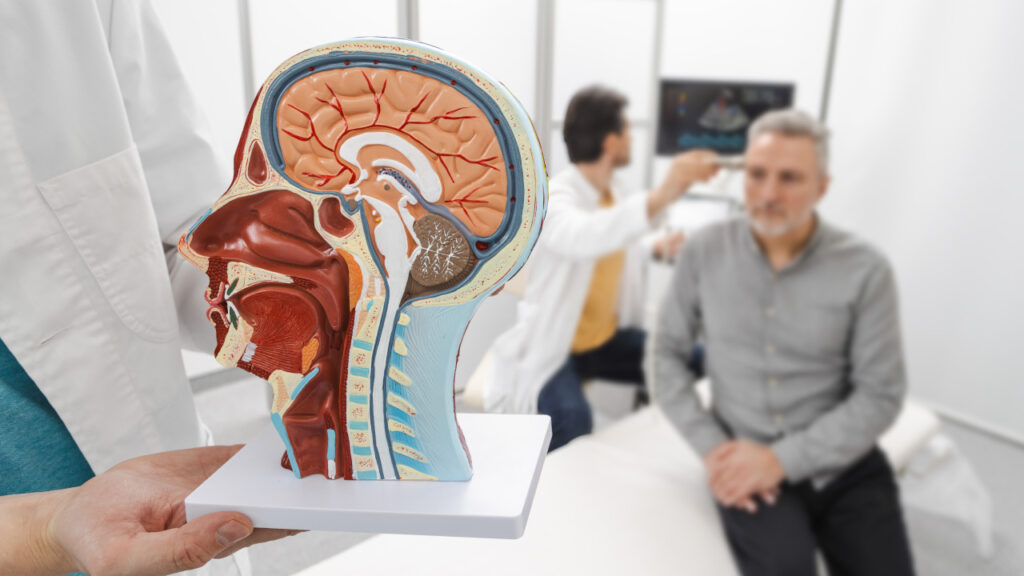 médico a segurar um esquema de cérebro